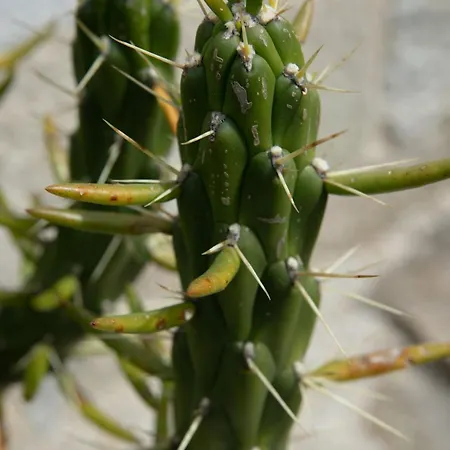 Hébergement de vacances O Rio Da Meiga